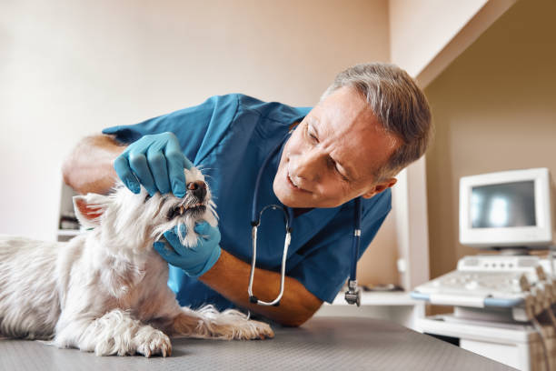 Best Emergency Dental Care for Trauma or Injury in Bayshore, NC